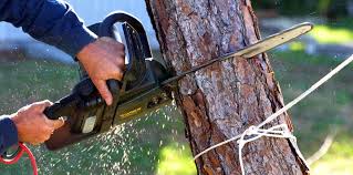 How Our Tree Care Process Works  in North Druid Hills, GA